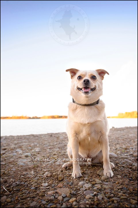 09-waterloo-ontario-professional-dog-photographer-best-max rooke-261