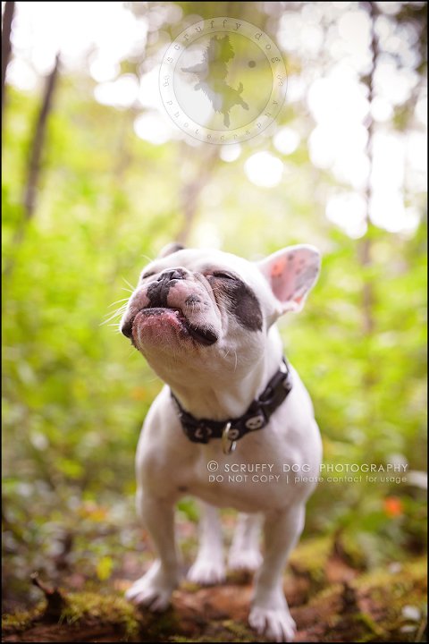 09_guelph_ontario_pet_photographer_best_dog_oliver eleanor fleming-81