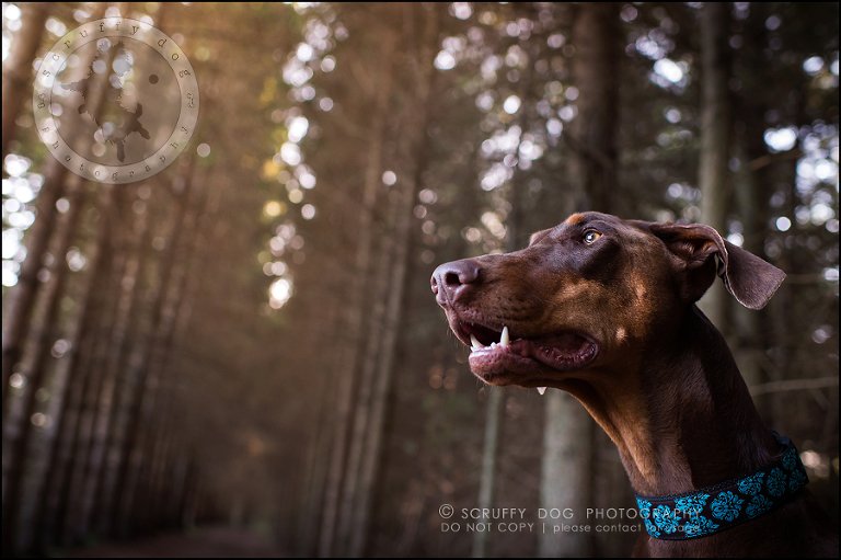 09_guelph_ontario_pet_photographer_best_dog_reese hunsberger-309