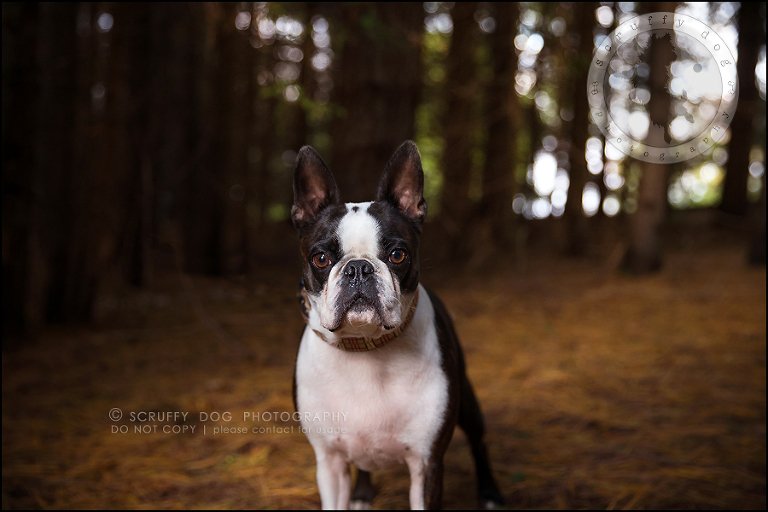09_kitchener_ontario_pet_photographer_best_dog_princess dot carroll-303