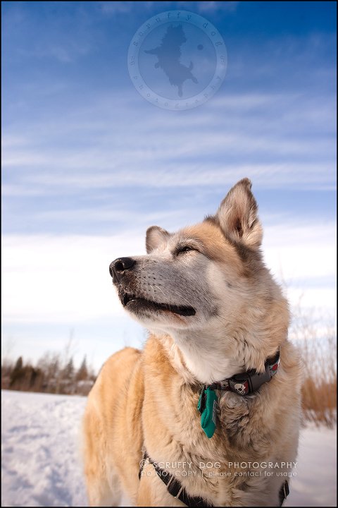 09_toronto_ontario_dog_stock_photography_grace zoe carr-186
