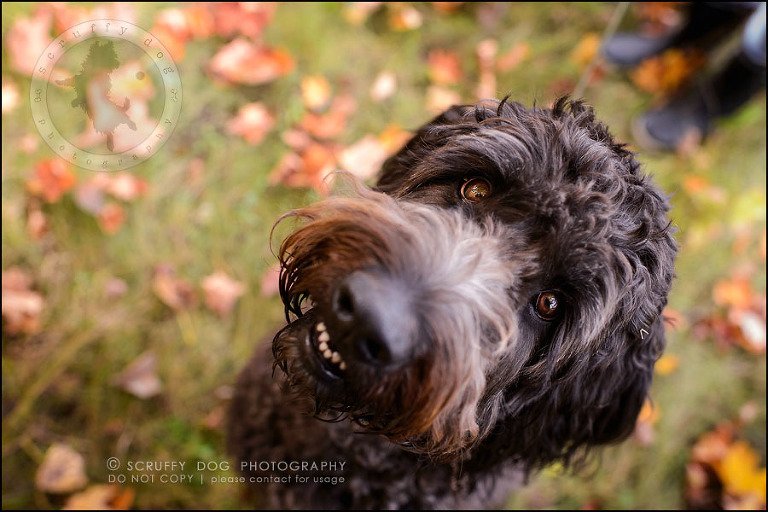 09_waterloo_ontario_best_pet_photographer_murphy odonovan-62