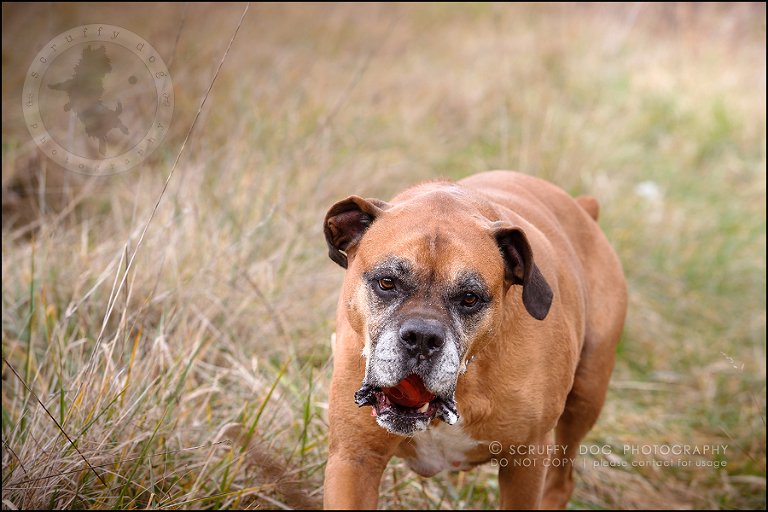 10-brampton-ontario-best-professional-dog-photographer-moose rocket-206