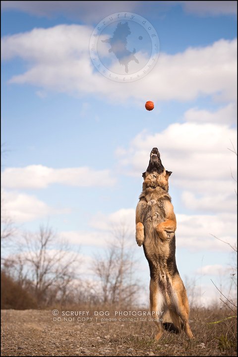 10-toronto-ontario-best-professional-pet-photographer-blitz zelda baker-149