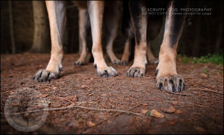 10-toronto-ontario-best-professional-pet-photographer-maya blitz-606