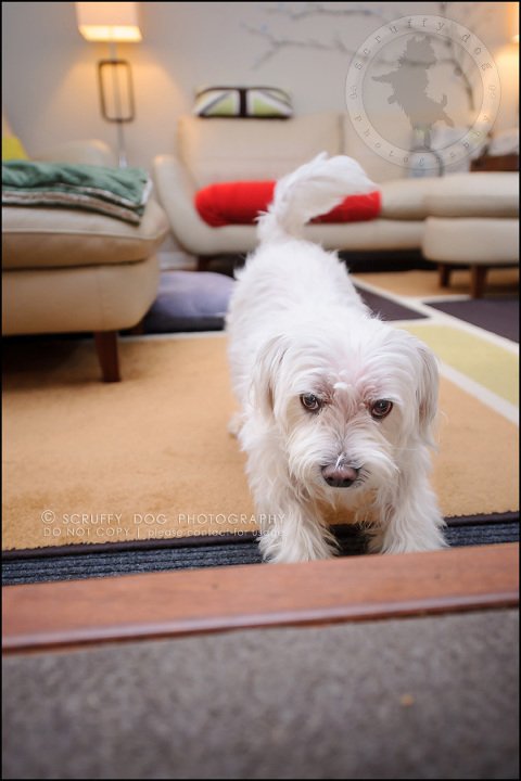 10-toronto-ontario-best-professional-pet-photographer-mika bobby worton-536