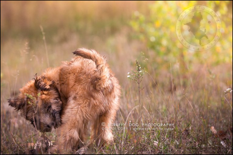 10-toronto-ontario-best-professional-pet-photographer-milford giza-164