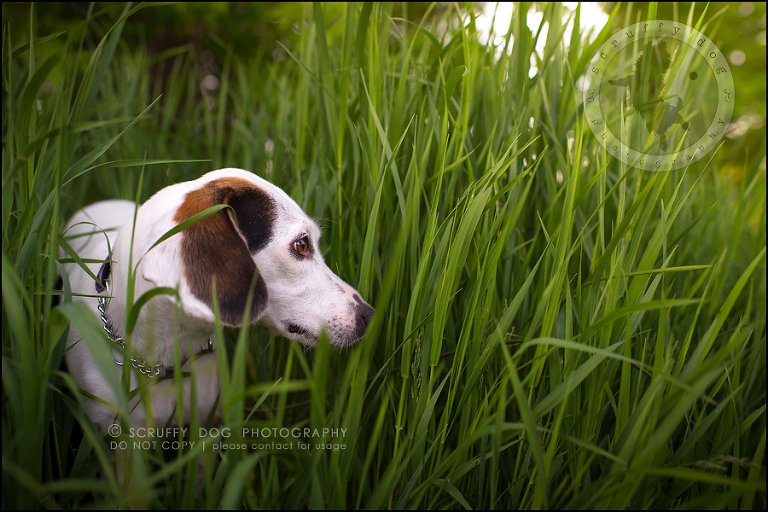 10-toronto-ontario-professional--dog-photographer-lucy frederick-332