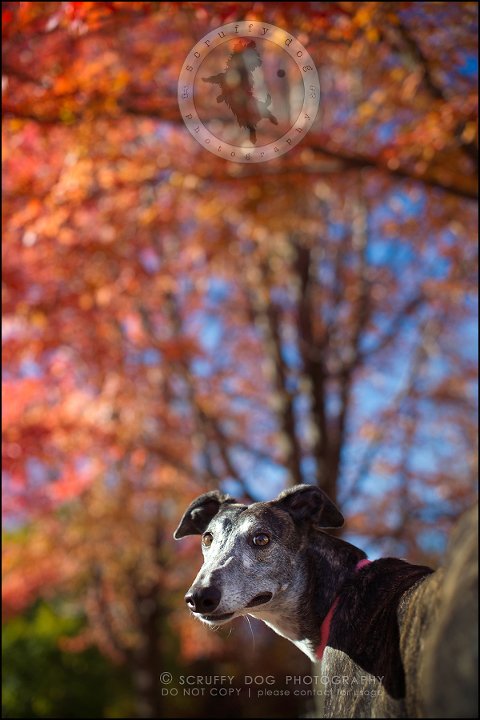 10-toronto-ontario-professional--dog-photographer-lucy poppy real-357
