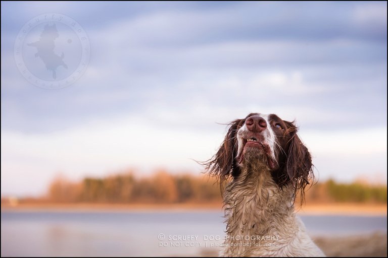 10-toronto-ontario-professional-pet-dog-photographer-jake boucher-1208