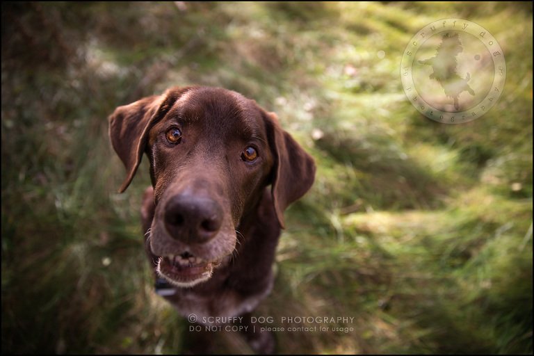 10-waterloo-ontario-best-professional-dog-photographer-max shoup-113