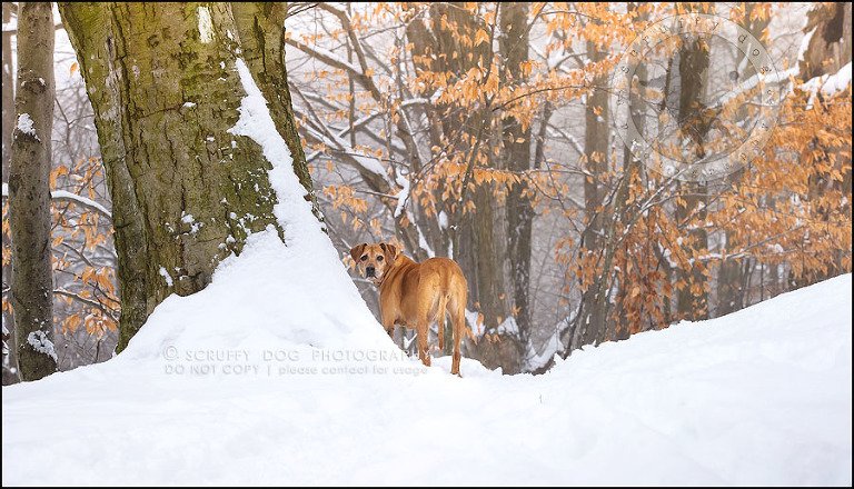 10-waterloo-ontario-professional--dog-photographer-best-makeda slinger-123