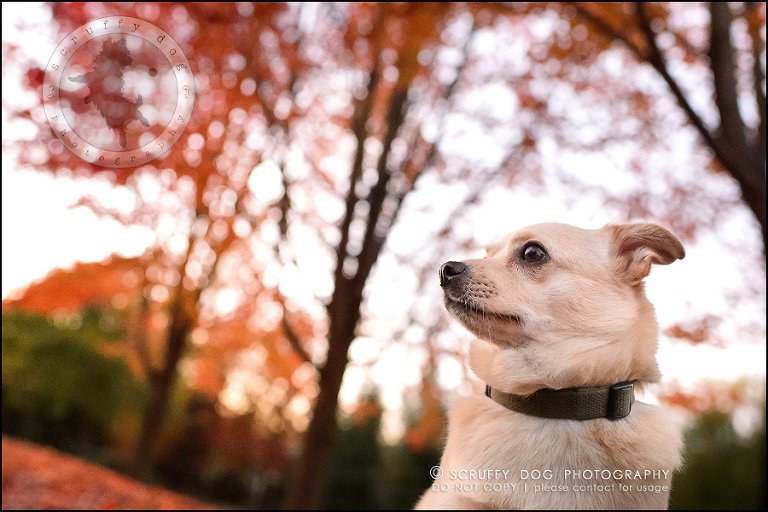 10-waterloo-ontario-professional-dog-photographer-best-max rooke-249