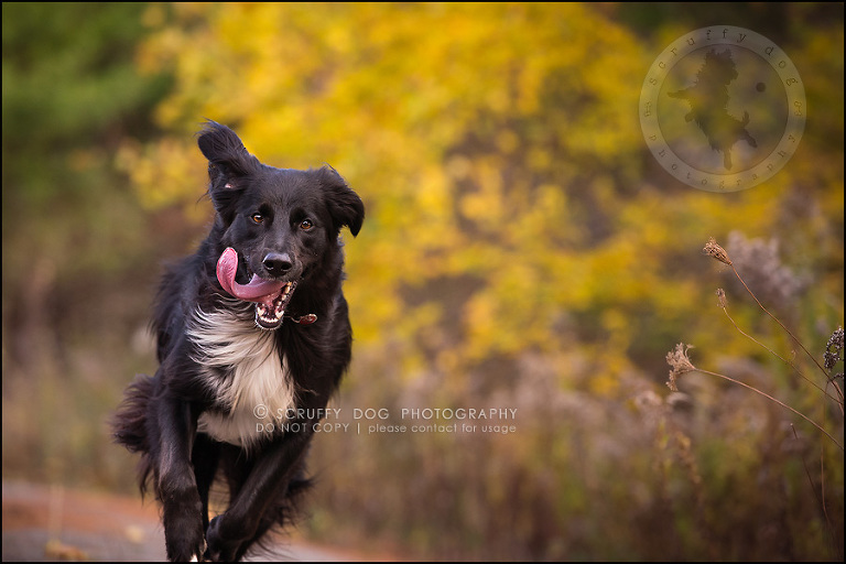 10-waterloo-ontario-professional-dog-photographer-hudson manning-446