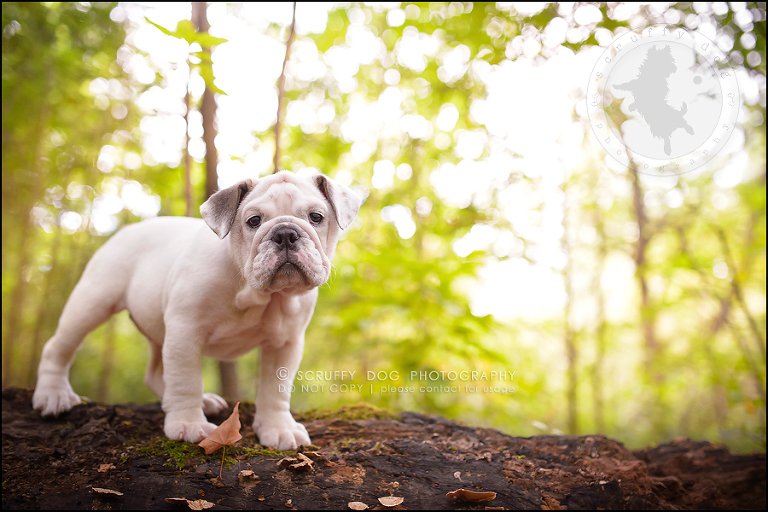 10_guelph_ontario_pet_photographer_best_dog_oliver eleanor fleming-44