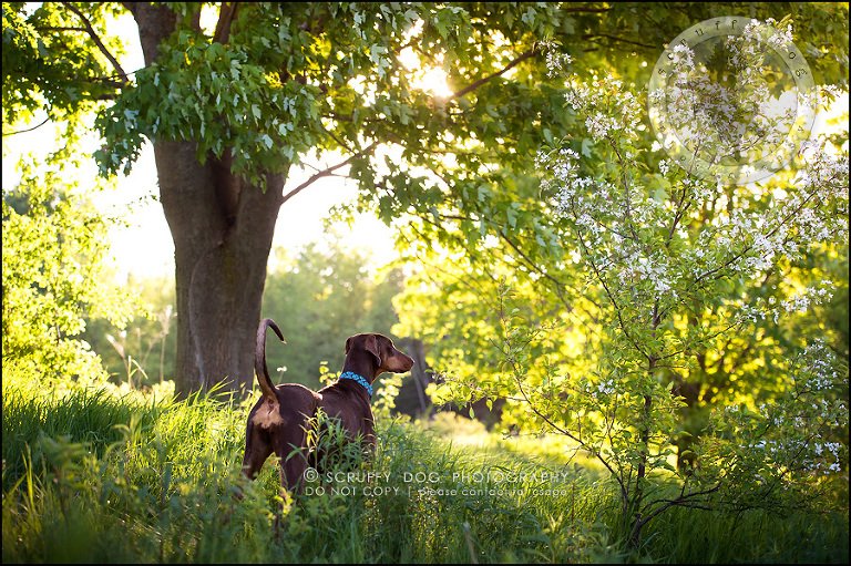 10_guelph_ontario_pet_photographer_best_dog_reese hunsberger-235