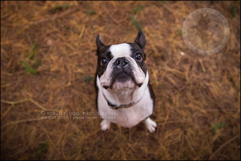 10_kitchener_ontario_pet_photographer_best_dog_princess dot carroll-89