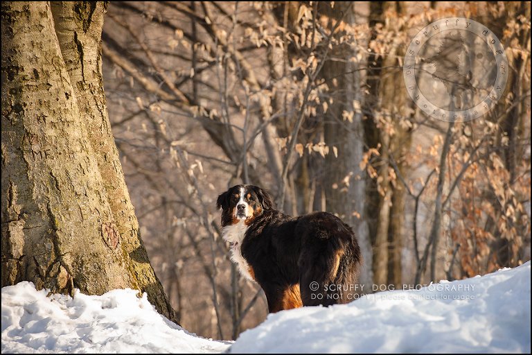 10_toronto_ontario_dog_stock_photography_grace zoe carr-224