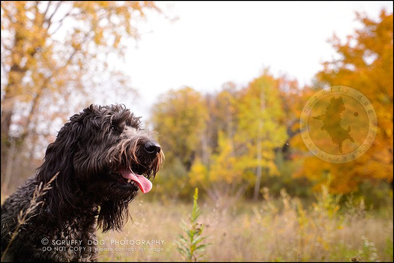 10_waterloo_ontario_best_pet_photographer_murphy odonovan-14