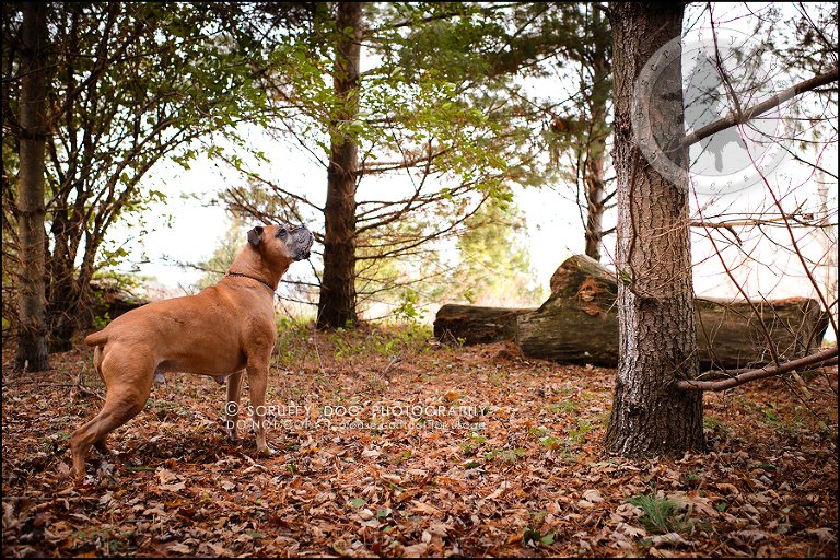 11-brampton-ontario-best-professional-dog-photographer-moose rocket-627