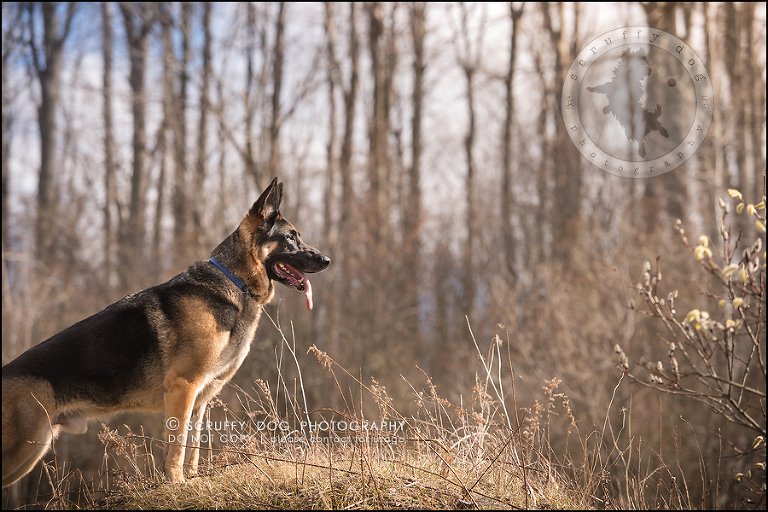 11-toronto-ontario-best-professional-pet-photographer-blitz zelda baker-206
