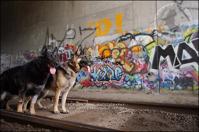 11-toronto-ontario-best-professional-pet-photographer-maya blitz-802