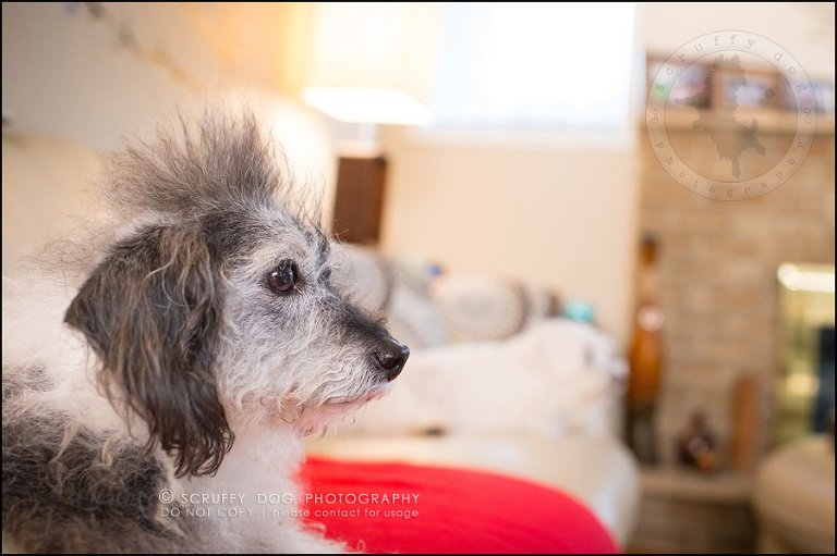 11-toronto-ontario-best-professional-pet-photographer-mika bobby worton-1179