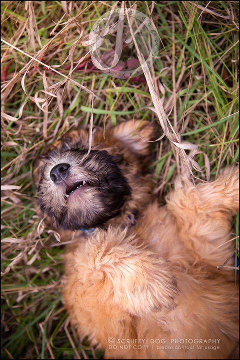 11-toronto-ontario-best-professional-pet-photographer-milford giza-368