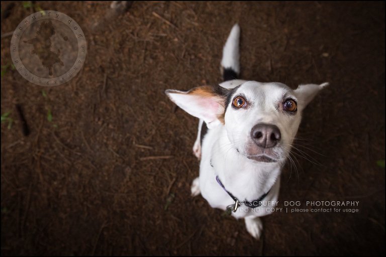 11-toronto-ontario-professional--dog-photographer-lucy frederick-130