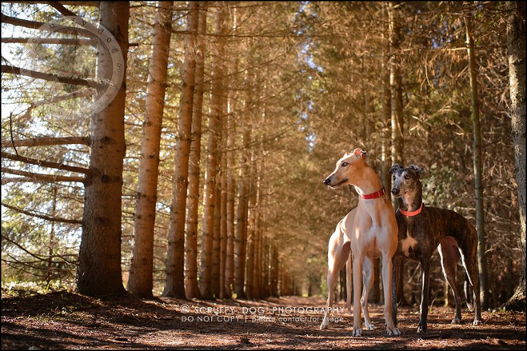 11-toronto-ontario-professional--dog-photographer-lucy poppy real-480