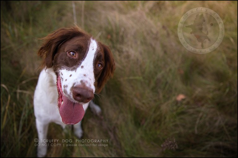 11-toronto-ontario-professional-pet-dog-photographer-jake boucher-246