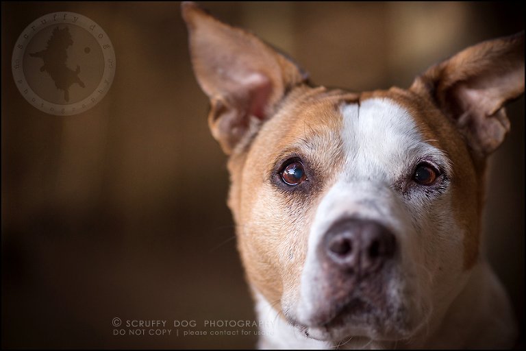 11-toronto-ontario-professional-pet-photographer-jade perry-644