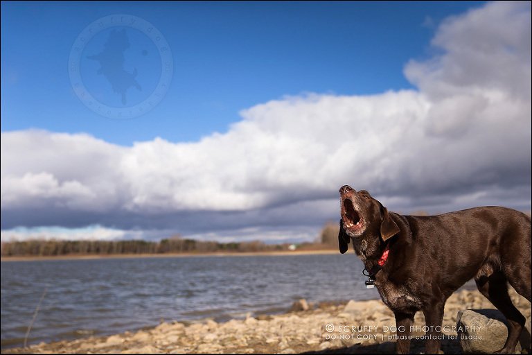 11-waterloo-ontario-best-professional-dog-photographer-max shoup-26-Edit