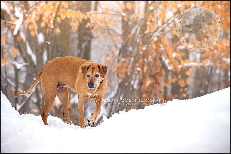 11-waterloo-ontario-professional--dog-photographer-best-makeda slinger-125