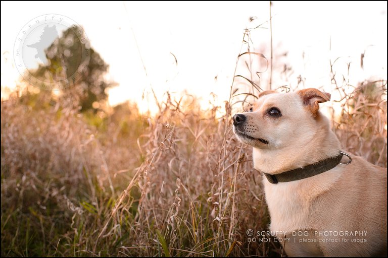 11-waterloo-ontario-professional-dog-photographer-best-max rooke-201