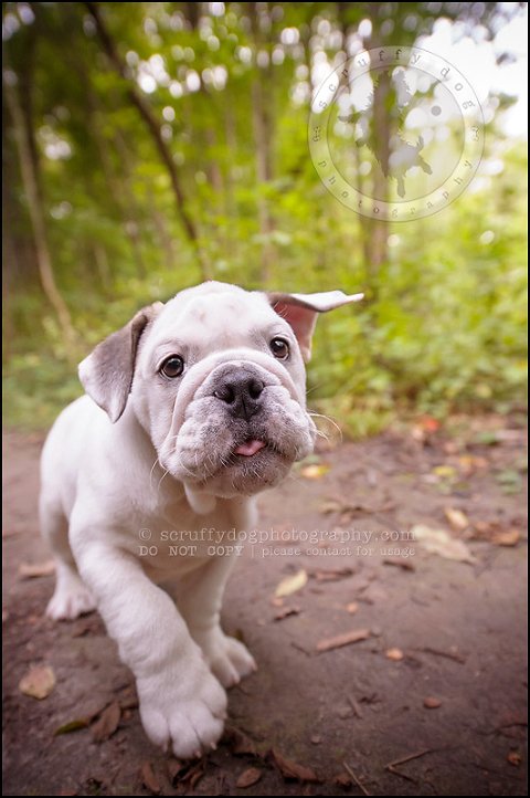 11_guelph_ontario_pet_photographer_best_dog_oliver eleanor fleming-202
