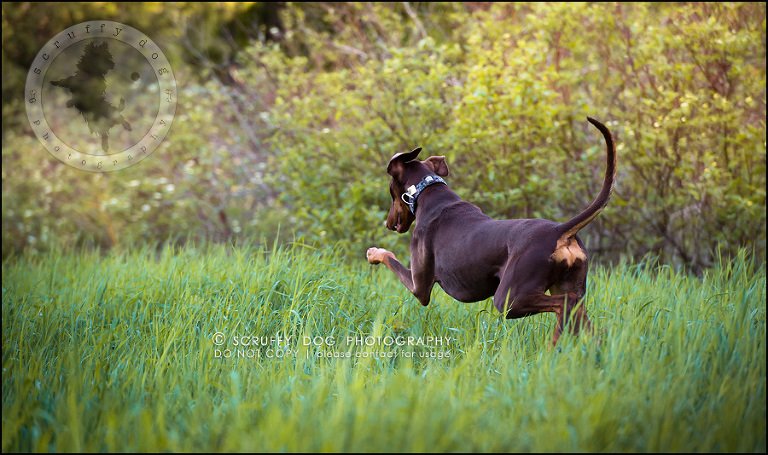 11_guelph_ontario_pet_photographer_best_dog_reese hunsberger-103