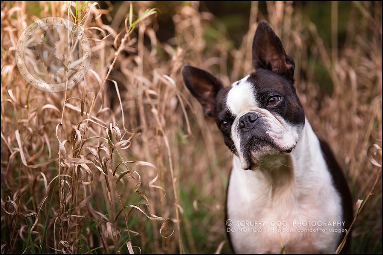 11_kitchener_ontario_pet_photographer_best_dog_princess dot carroll-124