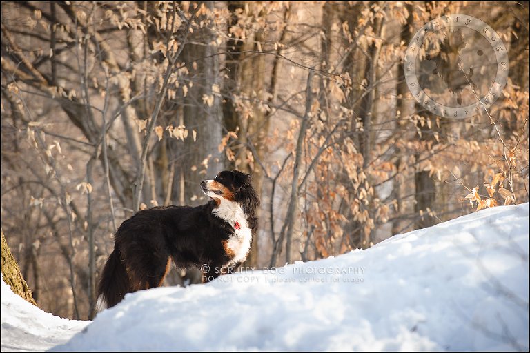 11_toronto_ontario_dog_stock_photography_grace zoe carr-234