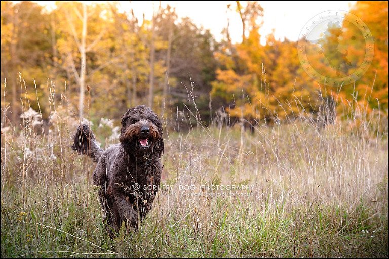 11_waterloo_ontario_best_pet_photographer_murphy odonovan-310