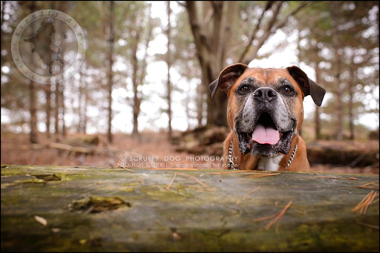 12-brampton-ontario-best-professional-dog-photographer-moose rocket-699