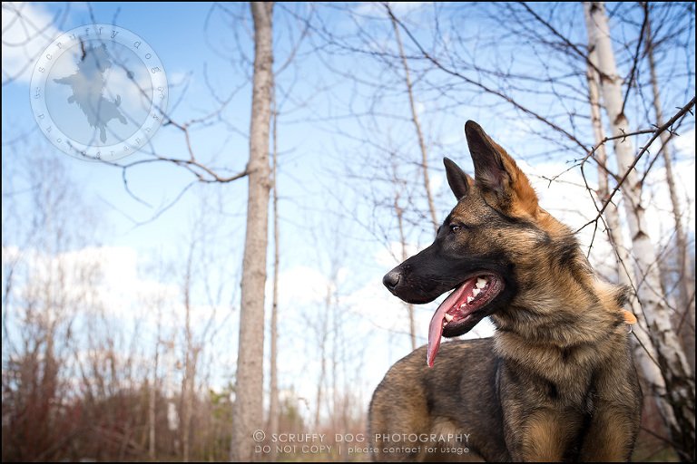 12-toronto-ontario-best-professional-pet-photographer-blitz zelda baker-260