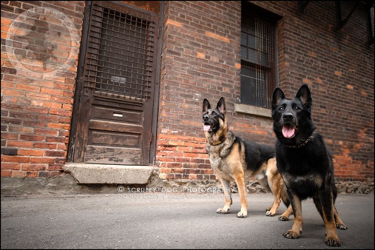 12-toronto-ontario-best-professional-pet-photographer-maya blitz-819