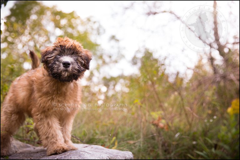 12-toronto-ontario-best-professional-pet-photographer-milford giza-336