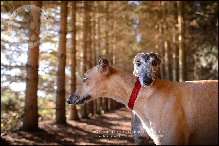 12-toronto-ontario-professional--dog-photographer-lucy poppy real-515