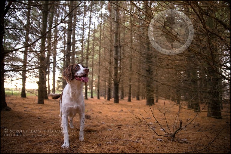 12-toronto-ontario-professional-pet-dog-photographer-jake boucher-847