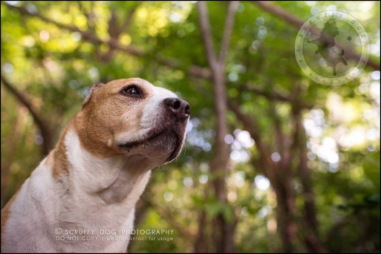 12-toronto-ontario-professional-pet-photographer-jade perry-42