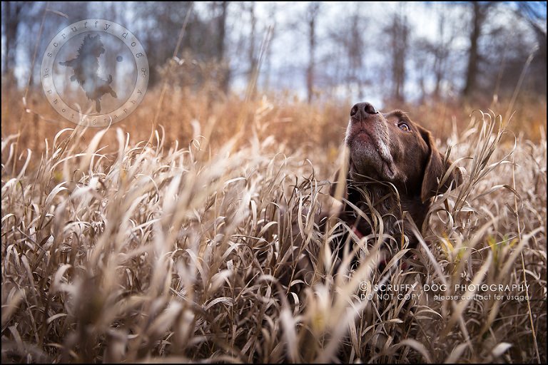 12-waterloo-ontario-best-professional-dog-photographer-max shoup-124