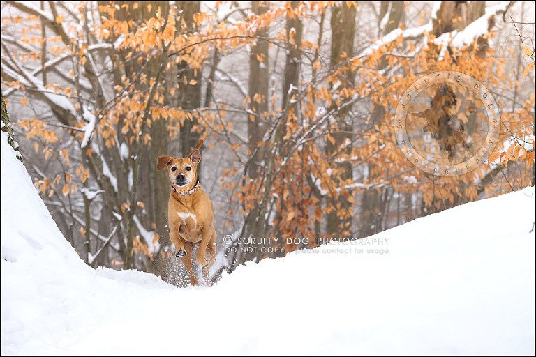 12-waterloo-ontario-professional--dog-photographer-best-makeda slinger-163