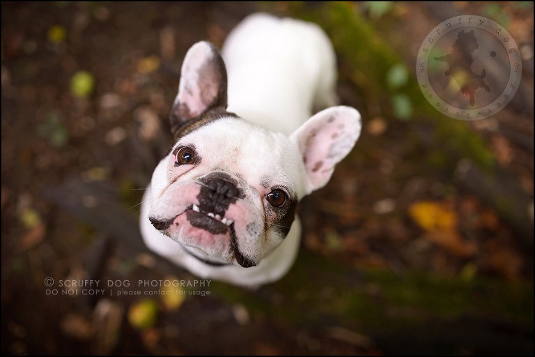 12_guelph_ontario_pet_photographer_best_dog_oliver eleanor fleming-70